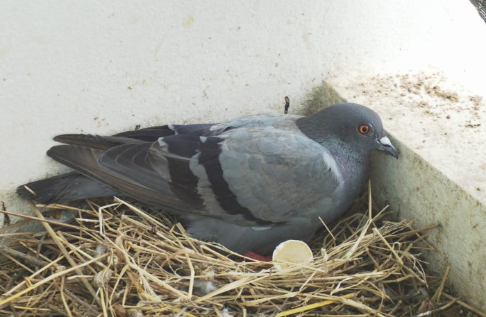 Pigeon wondering never looks bet interestingasfuck their