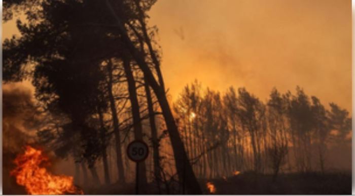 Pembakaran hutan di amerika selatan