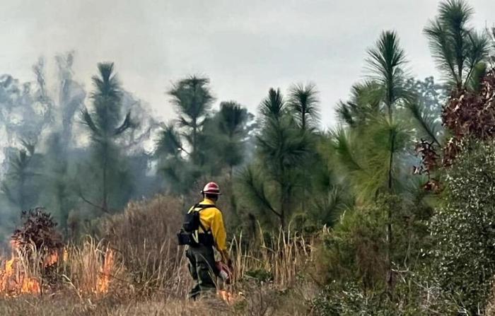 Pembakaran hutan di amerika selatan